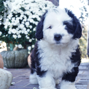 Sheepadoodle Puppy Bronc