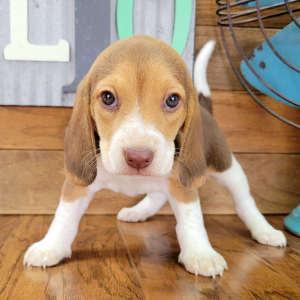 Beagle Puppy Roxy