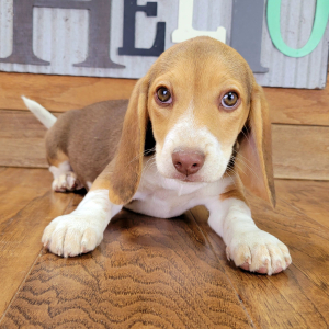 Beagle Puppy Roxy