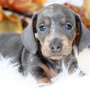 Dachshund Puppy Timber