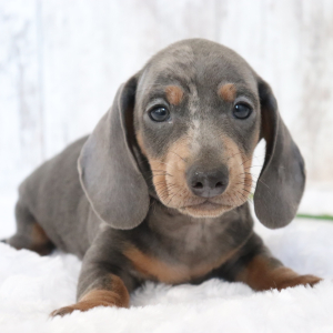 Dachshund Puppy Timber