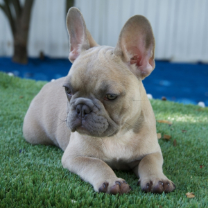 French Bulldog Puppy Zeus