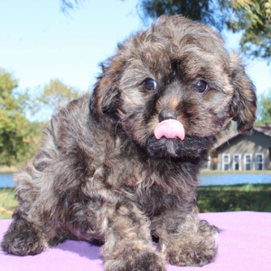 Cavapoo Puppy Jax