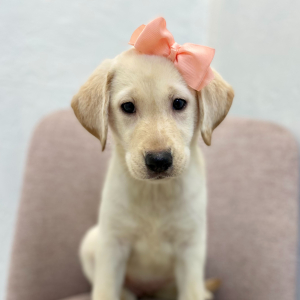 Labrador Retriever Puppy Sasha