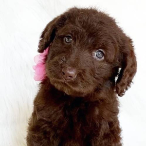 Labradoodle Puppy Maddie