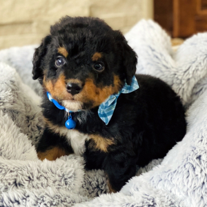 Bernedoodle Puppy Maxwell