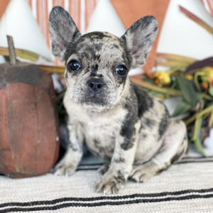 French Bulldog Puppy Corbin