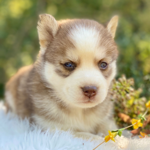 Pomsky Puppy Embry