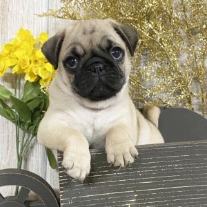 Pug Puppy Nyla