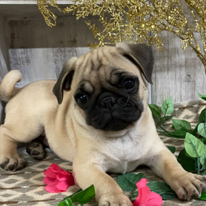 Pug Puppy Nyla