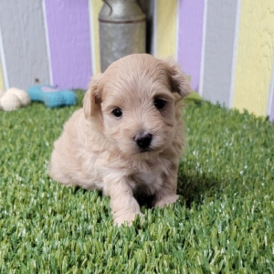 Maltipoo Puppy Lewie