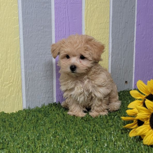 Maltipoo Puppy Lewie