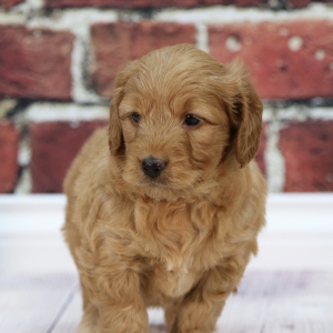 Goldendoodle Puppy Layla
