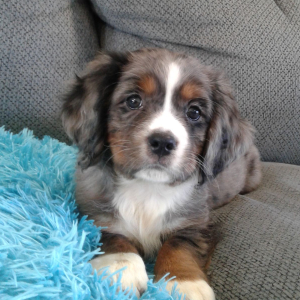 Bernalier Puppy Nicole