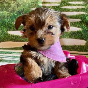 Yorkshire Terrier Puppy Lexi
