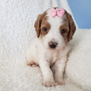 Labradoodle Puppy Addie