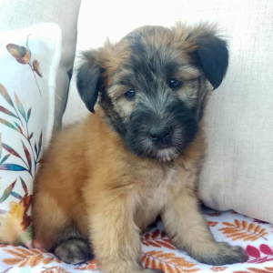 Soft Coated Wheaten Terrier Puppy Oscar