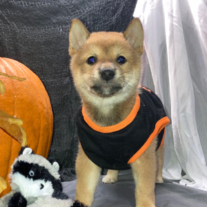 Shiba Inu Puppy Yamato