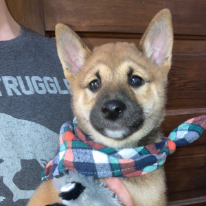 Shiba Inu Puppy Yamato