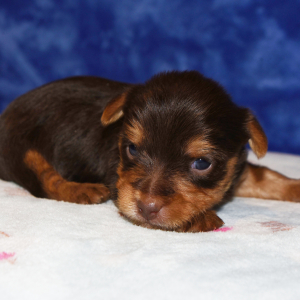 Yorkshire Terrier Puppy Gable