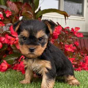 Yorkshire Terrier Puppy Jade