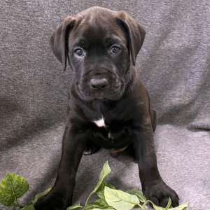 Labernese Puppy Doc