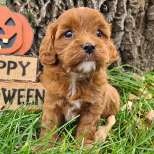 Cavapoo Puppy Chewy