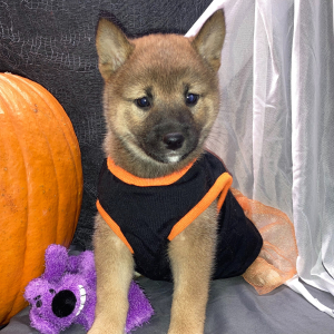Shiba Inu Puppy Chiaki