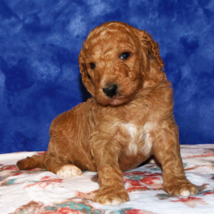 Poodle Puppy Alec