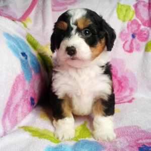 Bernedoodle Puppy Stacy