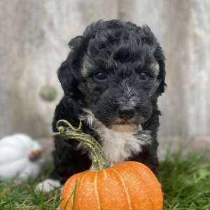 Bernedoodle Puppy Oaklee