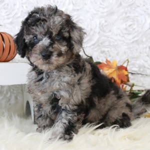 Cavapoo Puppy Jaylen