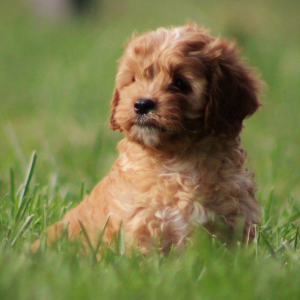 Cavapoo Puppy Jason