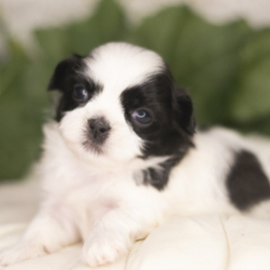 Shih Tzu Puppy Saynt