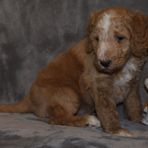 Poodle Puppy Teddy