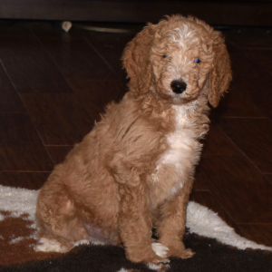 Poodle Puppy Teddy