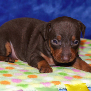Miniature Pinscher Puppy Lanna