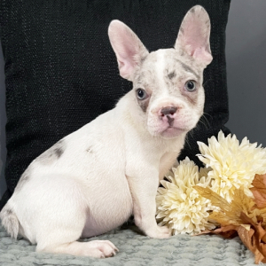 French Bulldog Puppy Cleo