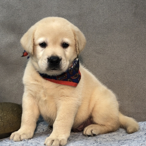 Labrador Retriever Puppy Lariet