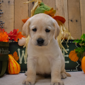Labrador Retriever Puppy Prince