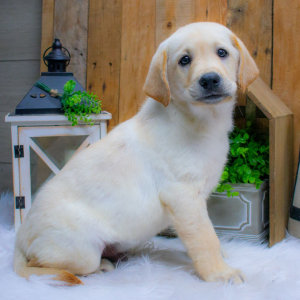 Labrador Retriever Puppy Prince