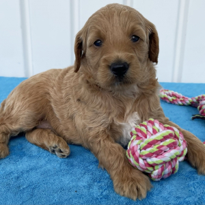 Goldendoodle Puppy Vera