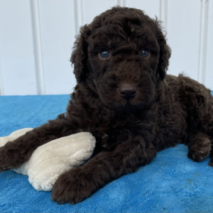 Poodle Puppy Stiles