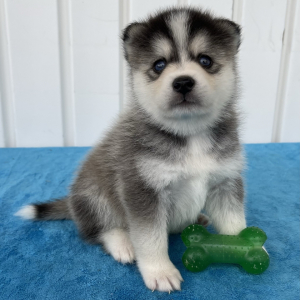 Pomsky Puppy Titus