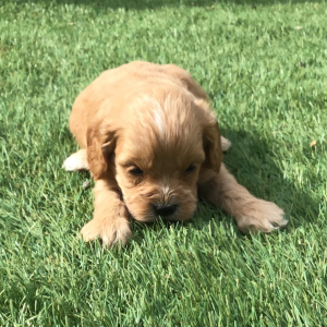 Cavapoo Puppy Elmer
