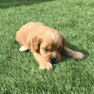 Cavapoo Puppy Elmer