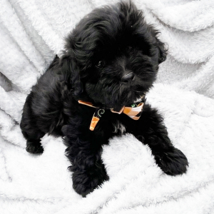 Shihpoo Puppy Greyson