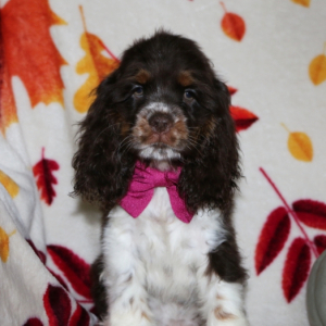 Cocker Spaniel Puppy Hudson