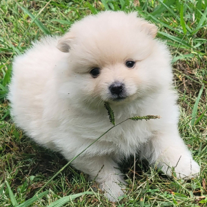 Pomeranian Puppy Brooke