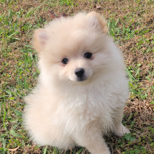 Pomeranian Puppy Brooke